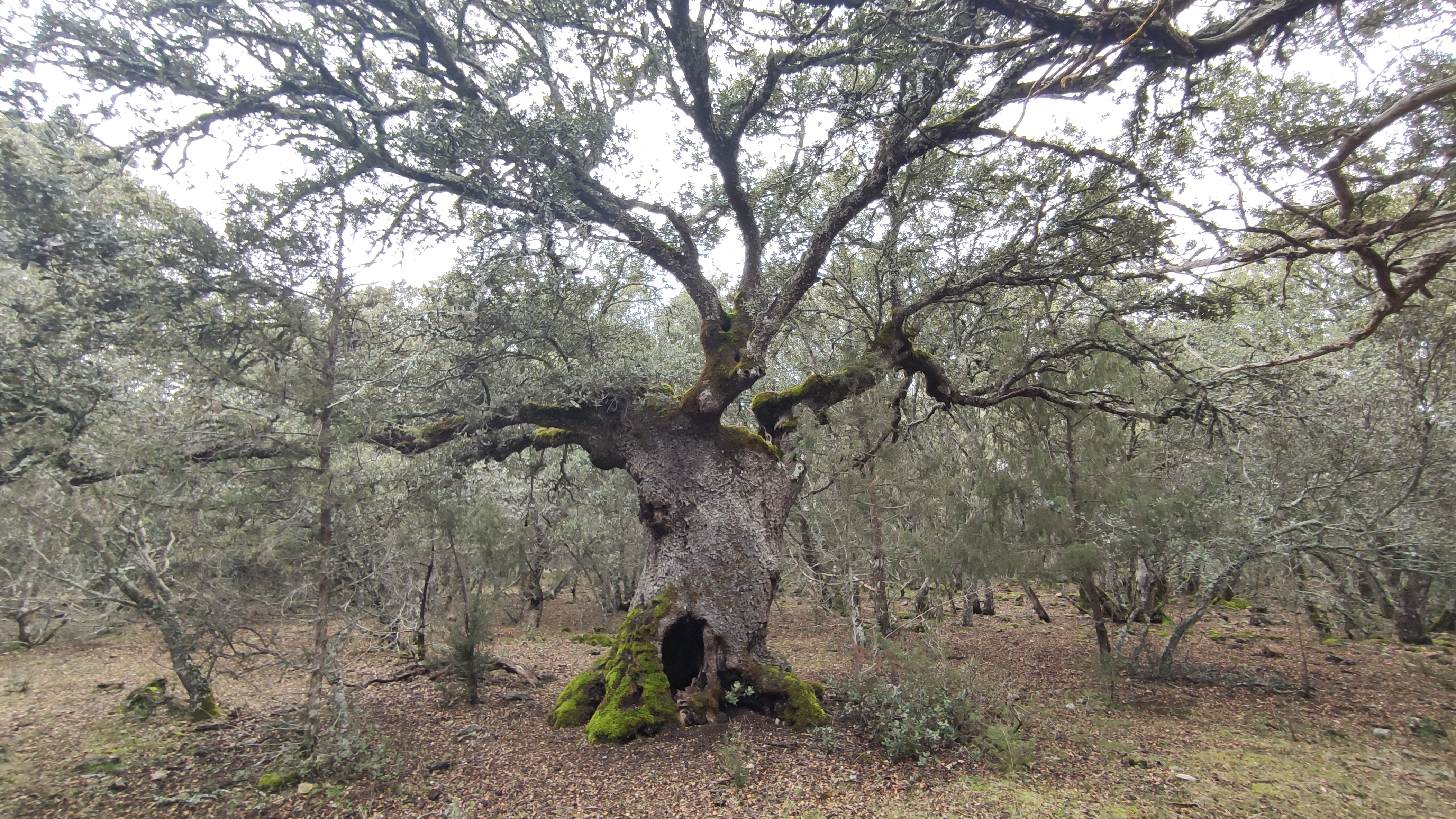 Arbol en Tejada
